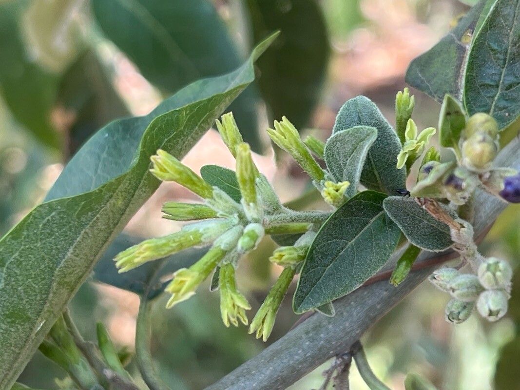 Cestrum reflexum flower