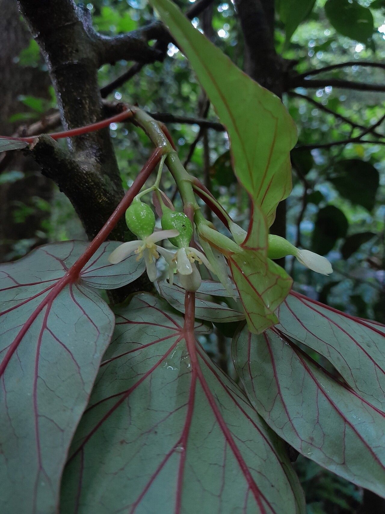 Begonia humbertii flower