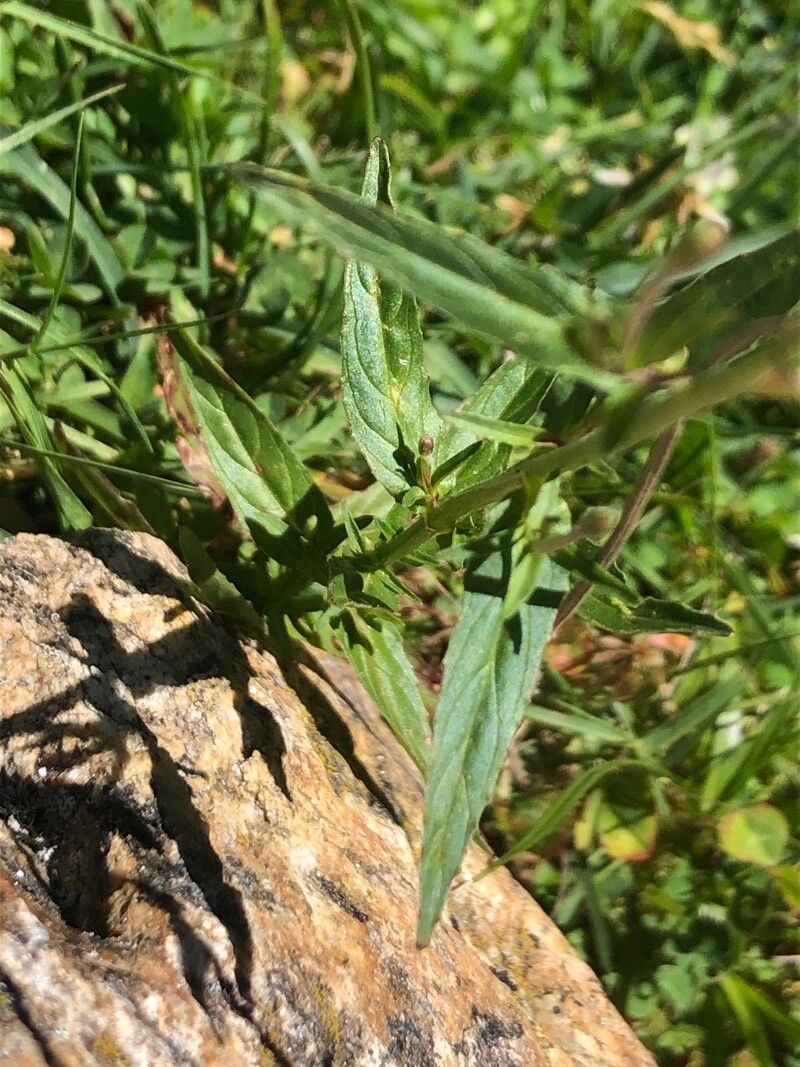 Epilobium obscurum — search result for 'Epilobium'