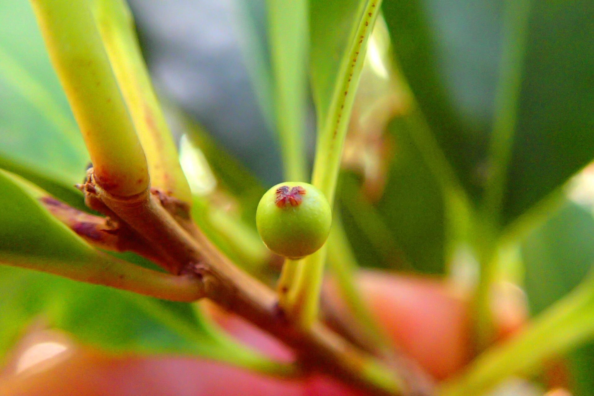 Ilex sebertii fruit