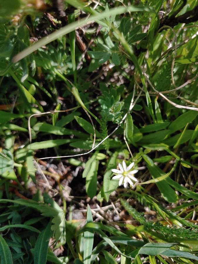 Stellaria longipes flower