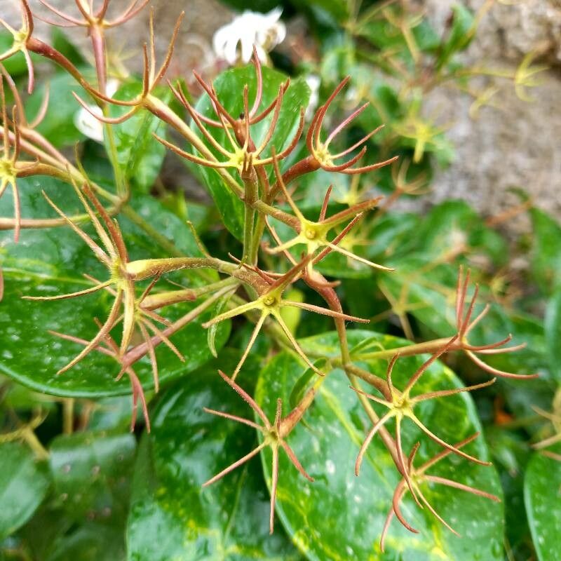 Jasminum laurifolium fruit