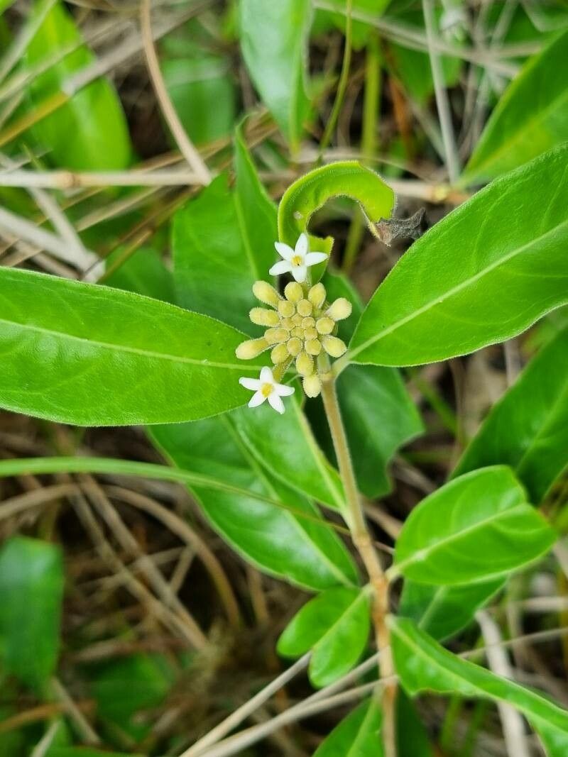 Morinda royoc flower