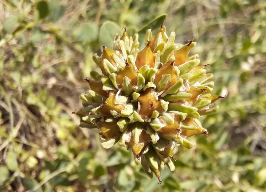 Telephium imperati fruit