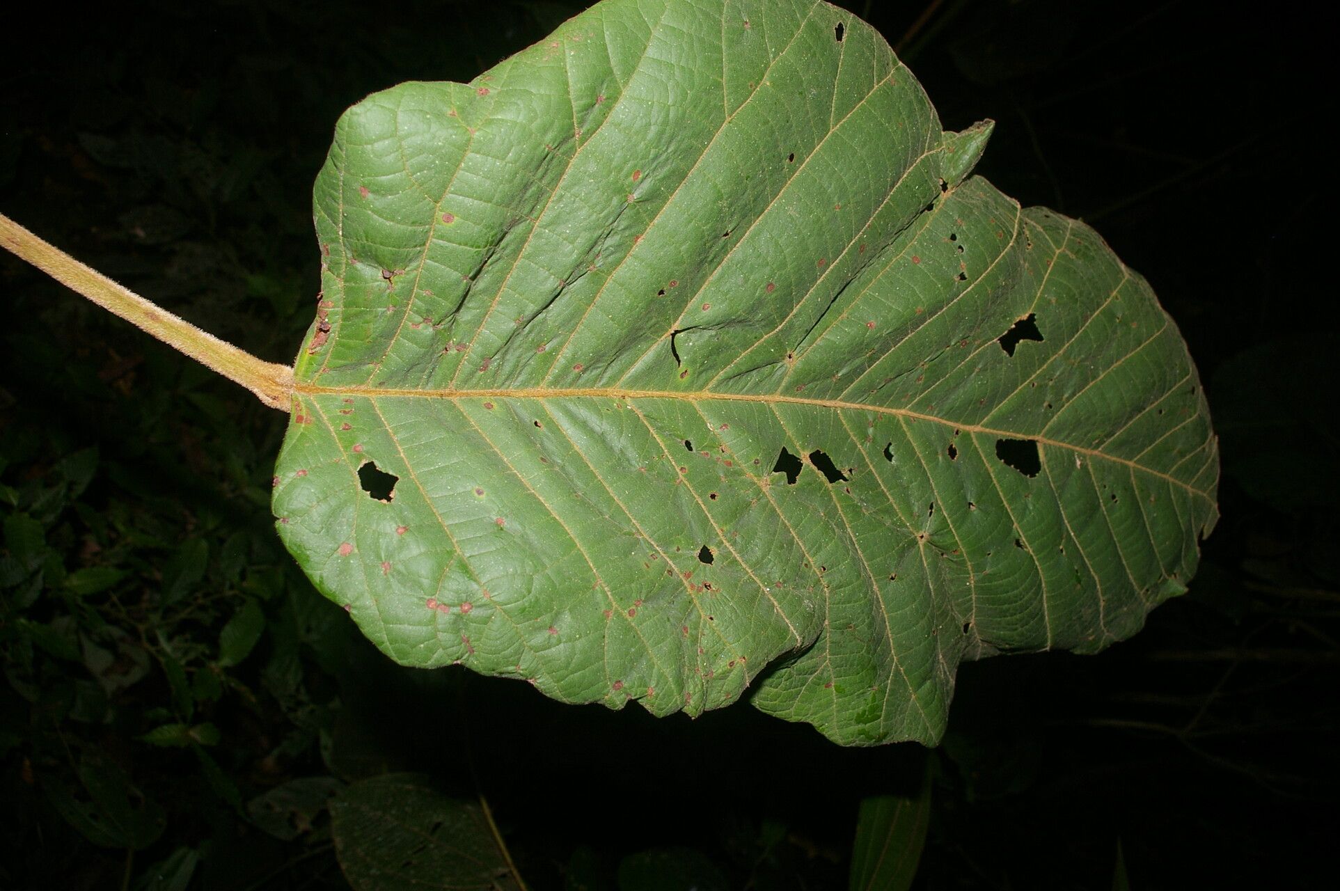 Sloanea medusula — houseplant care guide