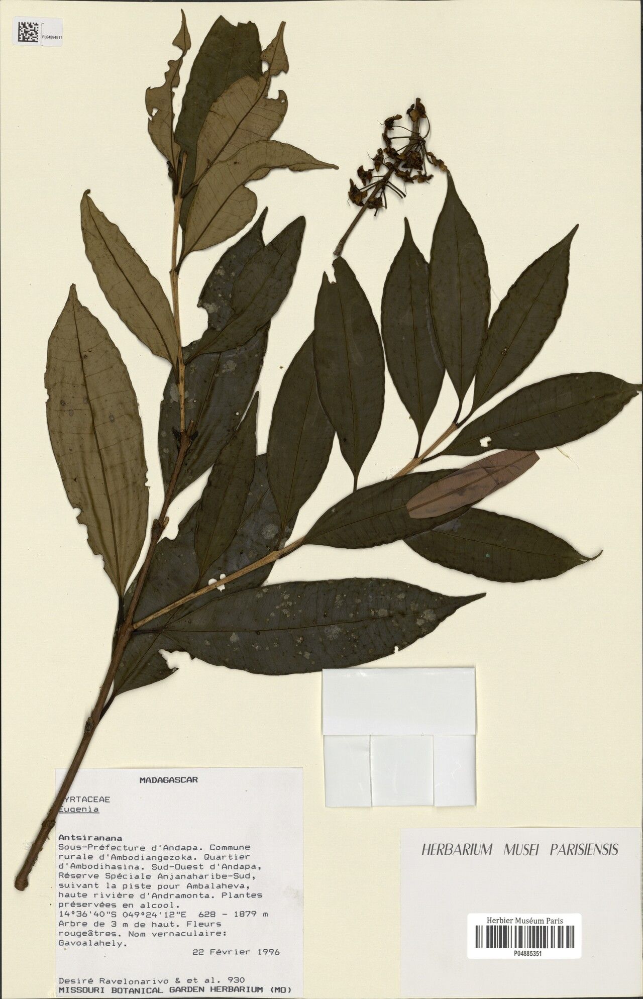 Eugenia ravelonarivoi — houseplant care guide