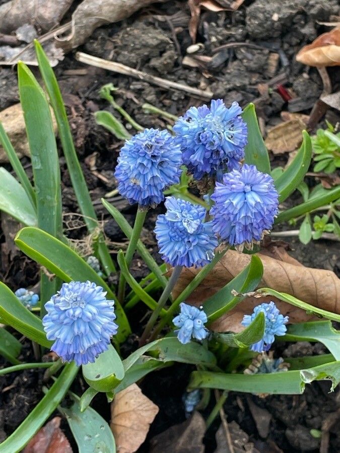 Muscari azureum flower