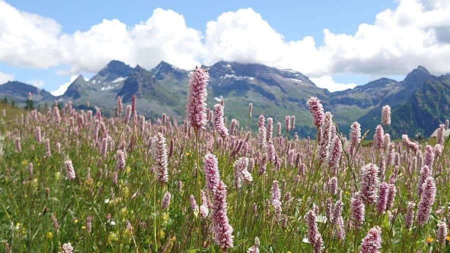 Bistorta officinalis flower