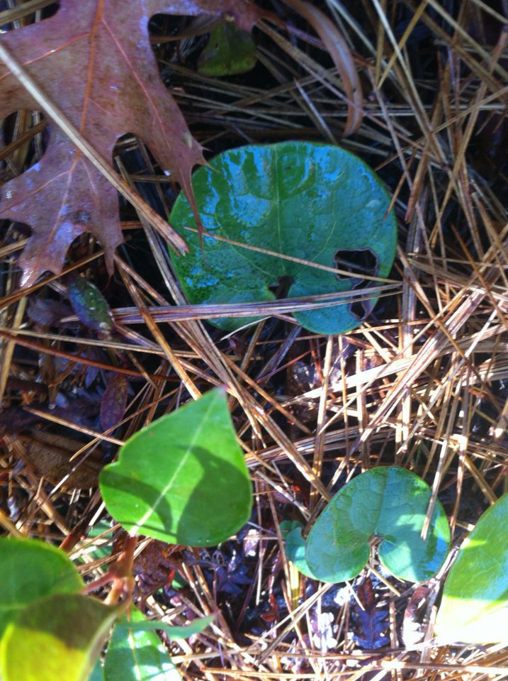 Hexastylis rhombiformis leaf