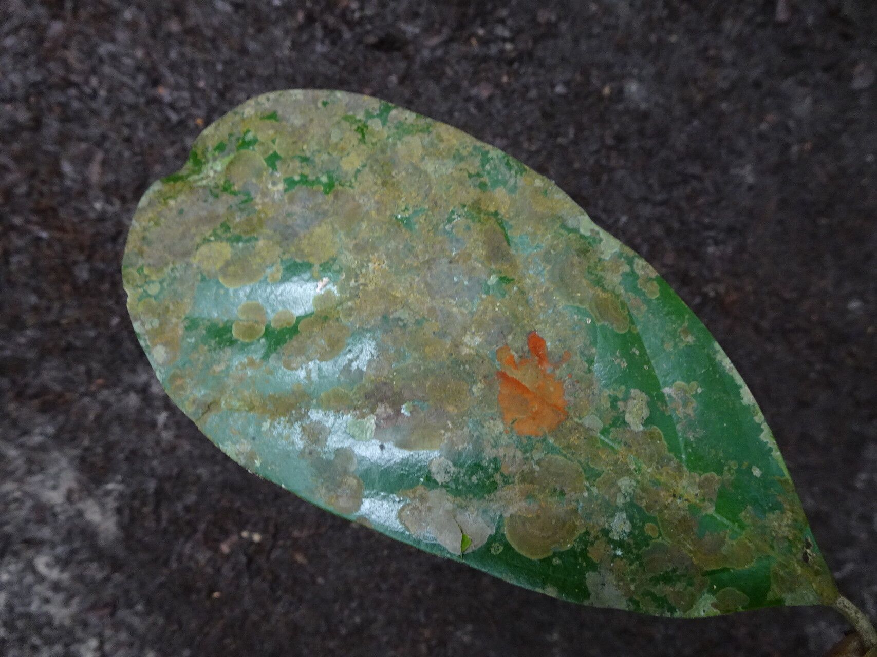 Tapura africana leaf