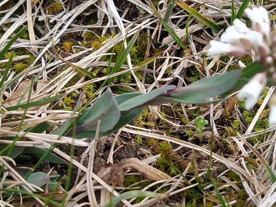 Noccaea praecox — search result for 'Noccaea'