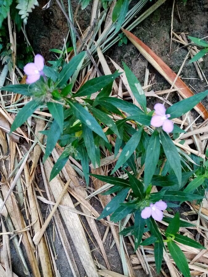 Justicia carthagenensis flower