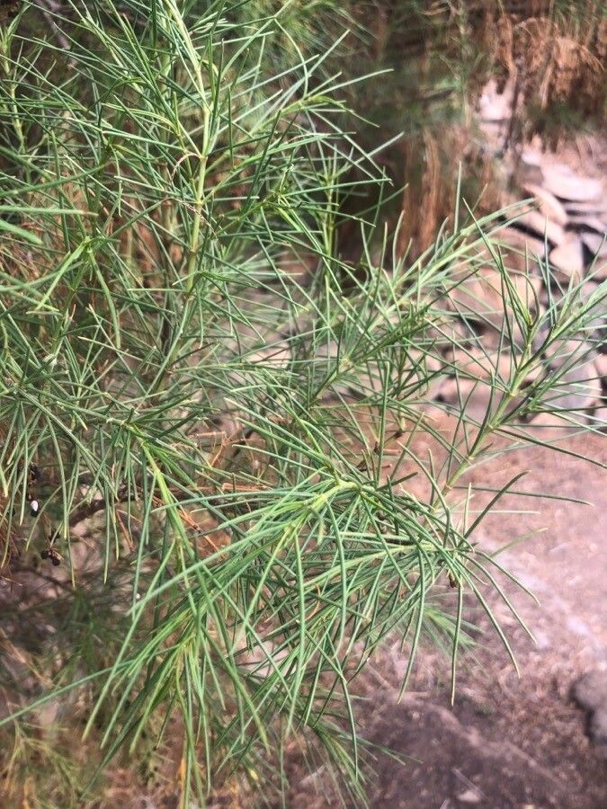 Plocama pendula leaf