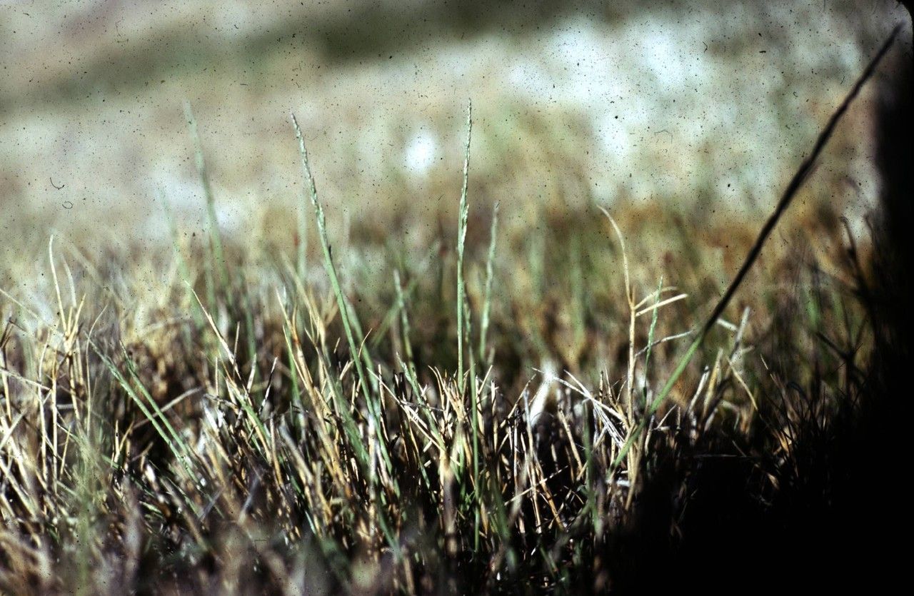 Puccinellia parishii habit