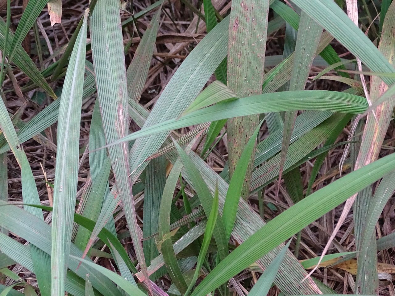 Setaria palmifolia — search result for 'Thailand'
