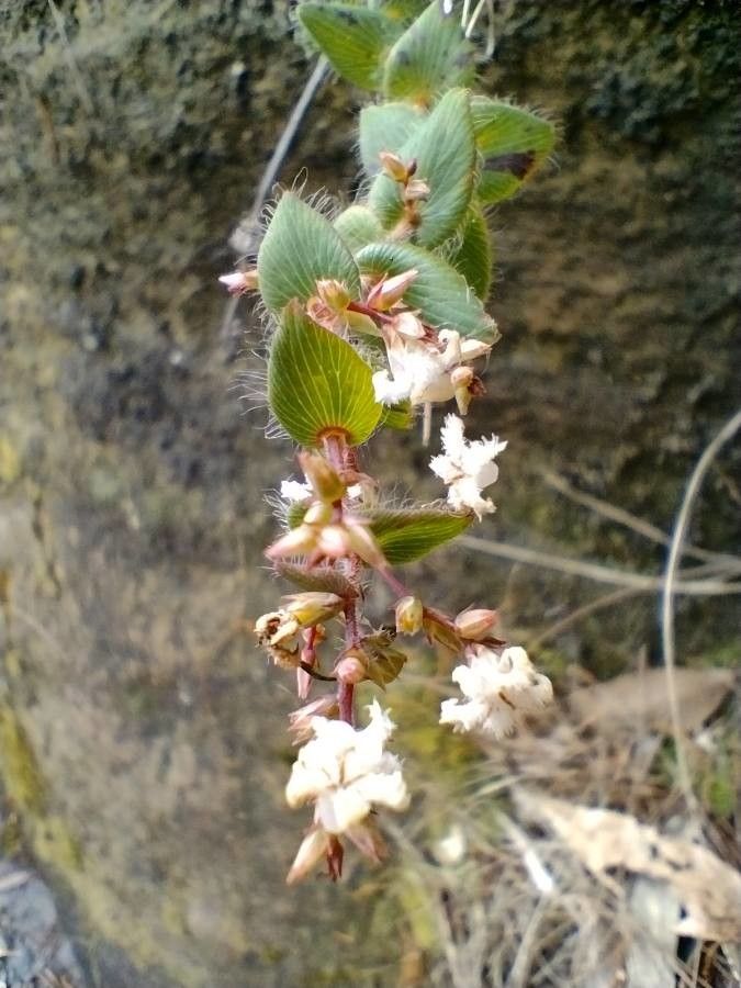 Leucopogon amplexicaulis flower