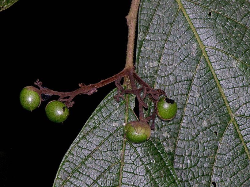 Cordia dwyeri fruit