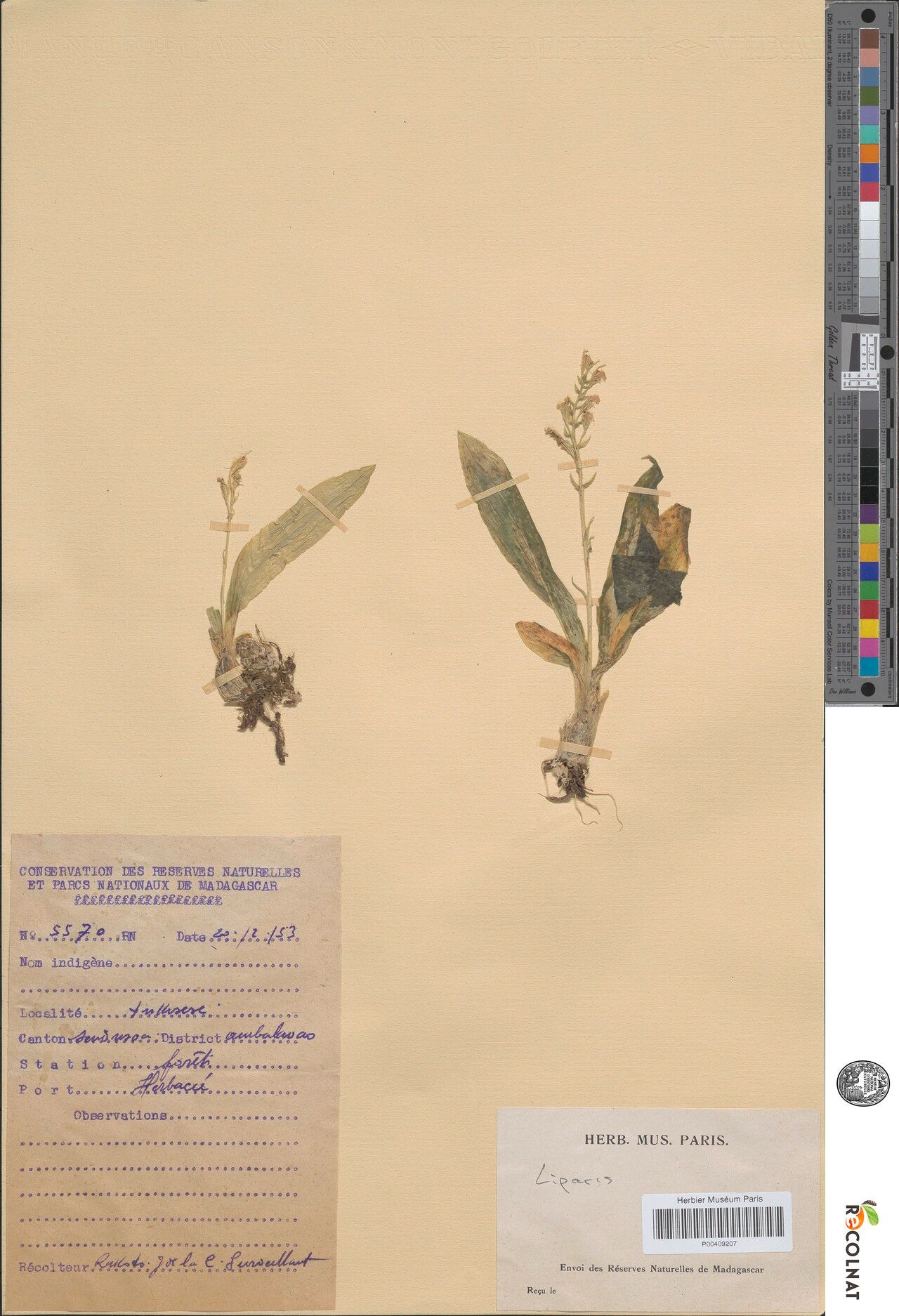 Liparis lutea — houseplant care guide