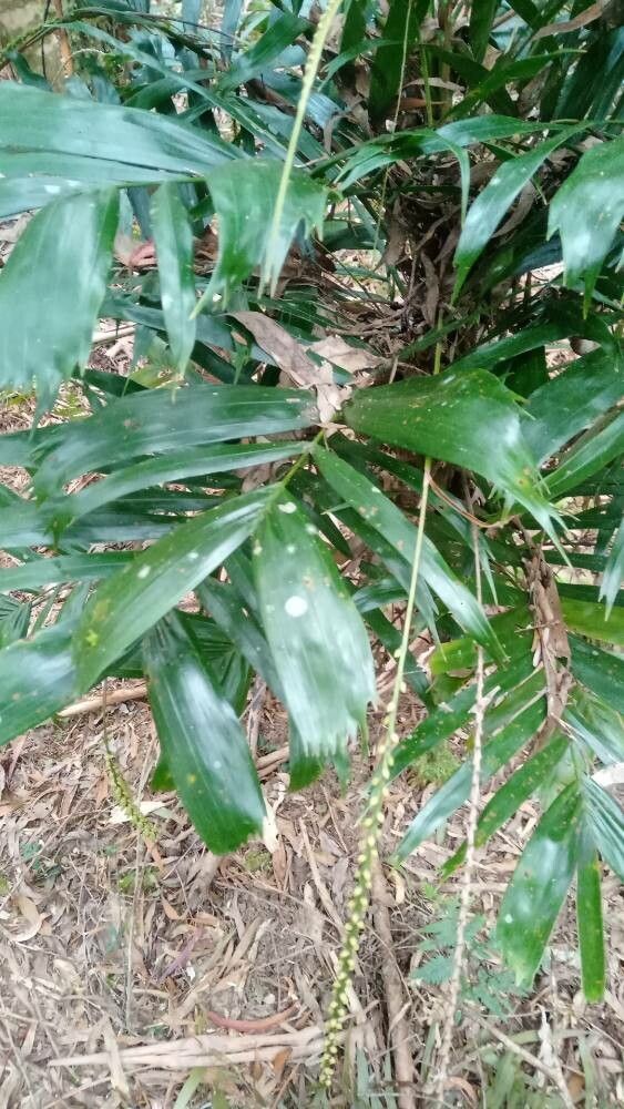 Linospadix monostachyus — related species from the same genus