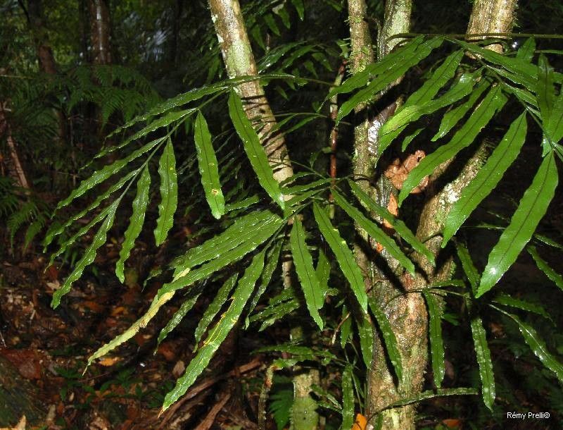 Lomariopsis novae-caledoniae habit