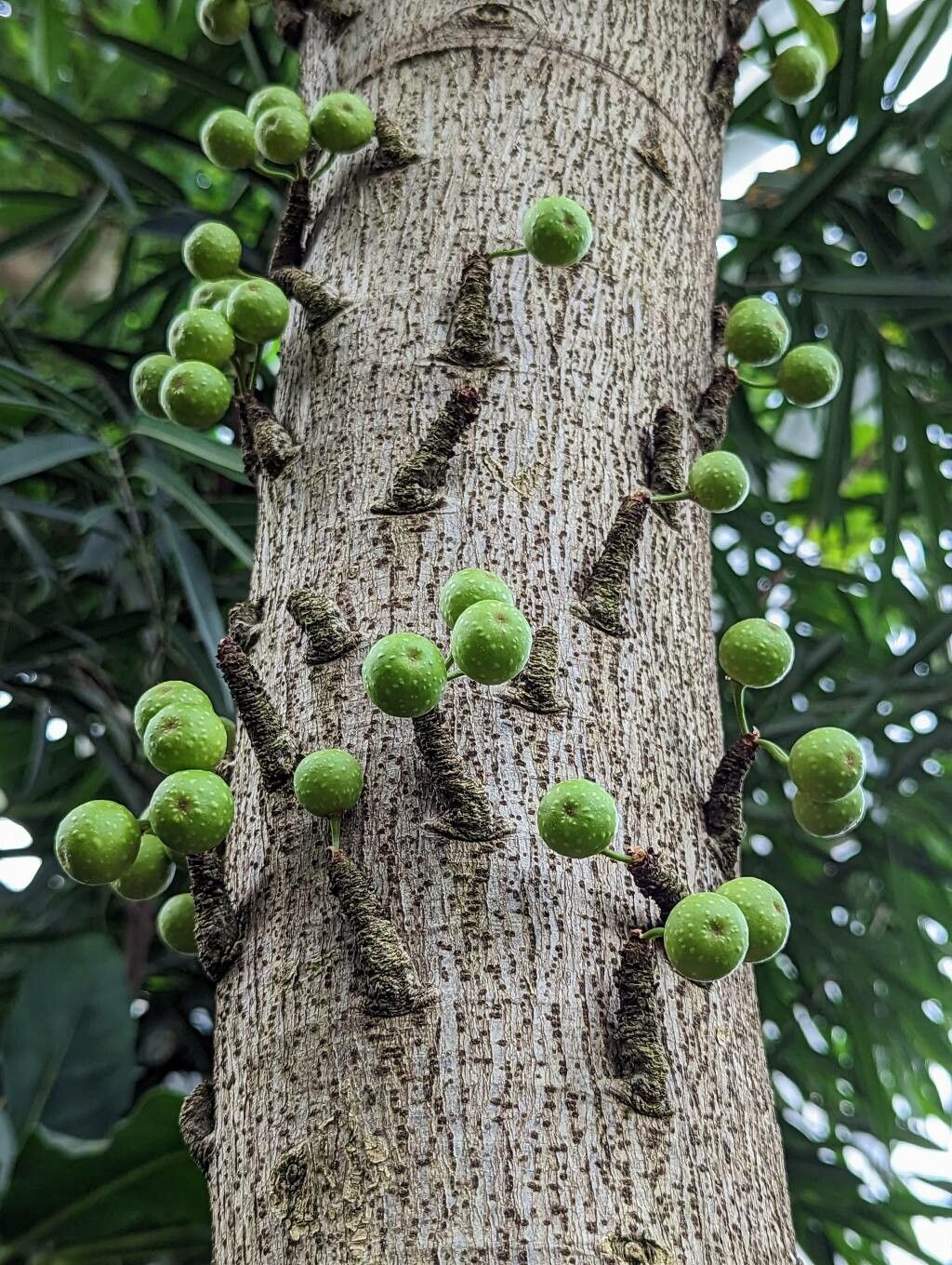 Ficus ottoniifolia fruit