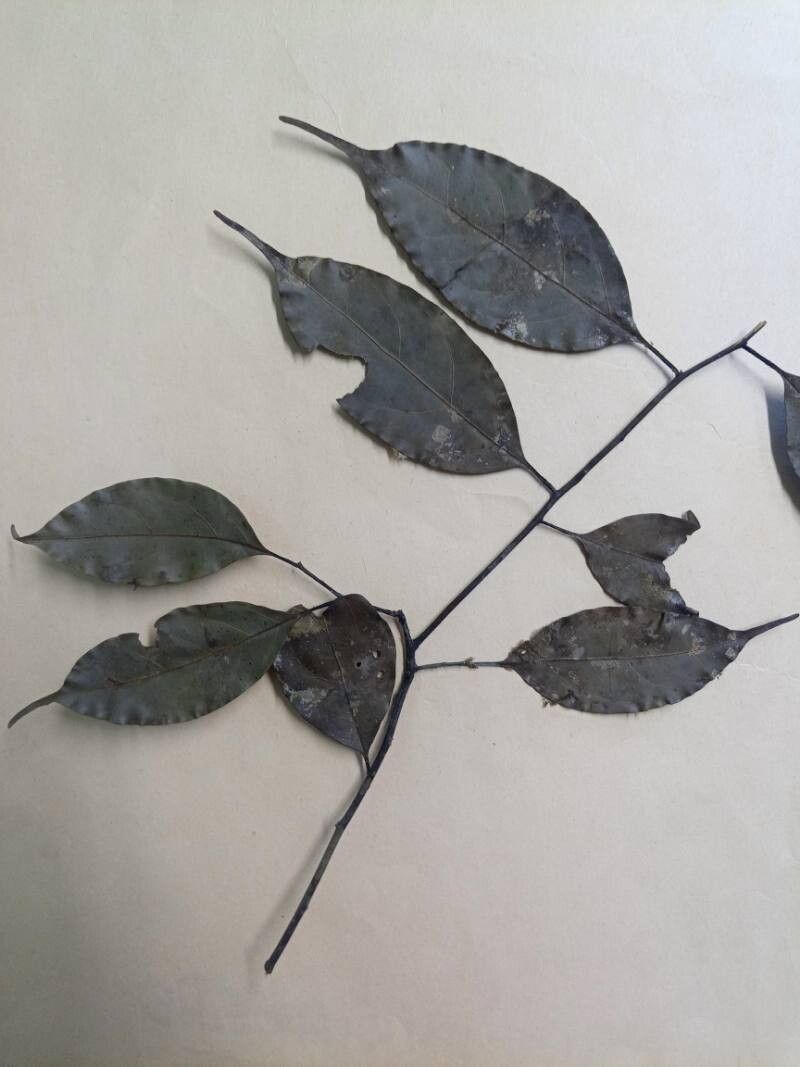 Ocotea leptobotra other