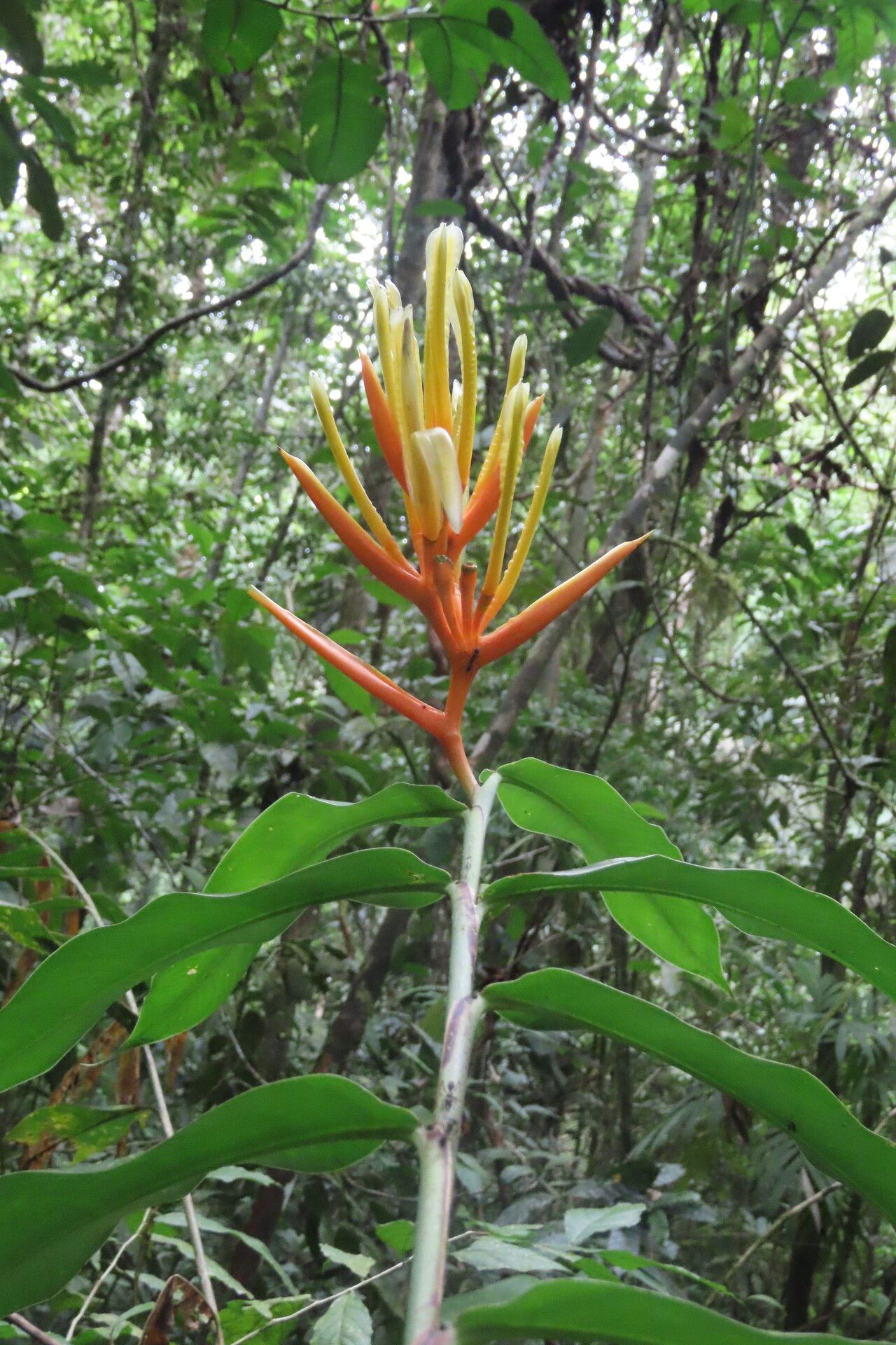 Heliconia wilsonii — search result for 'Heliconia'