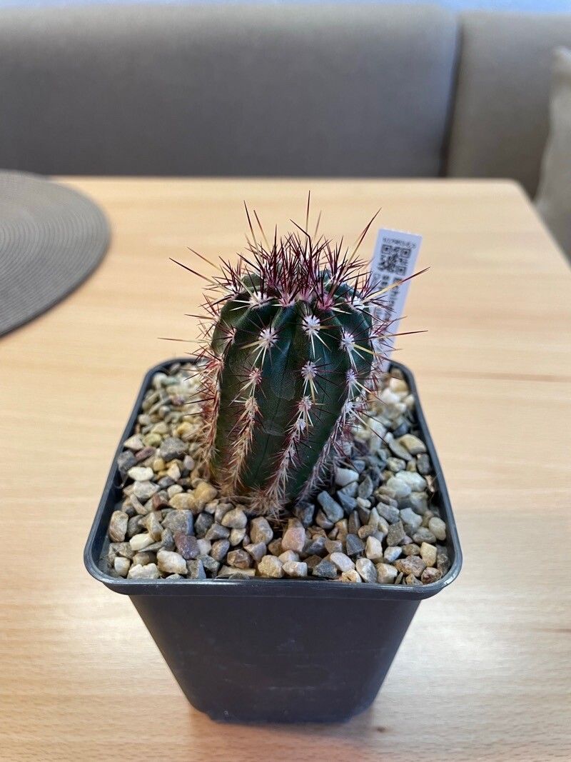 Echinocereus viridiflorus leaf