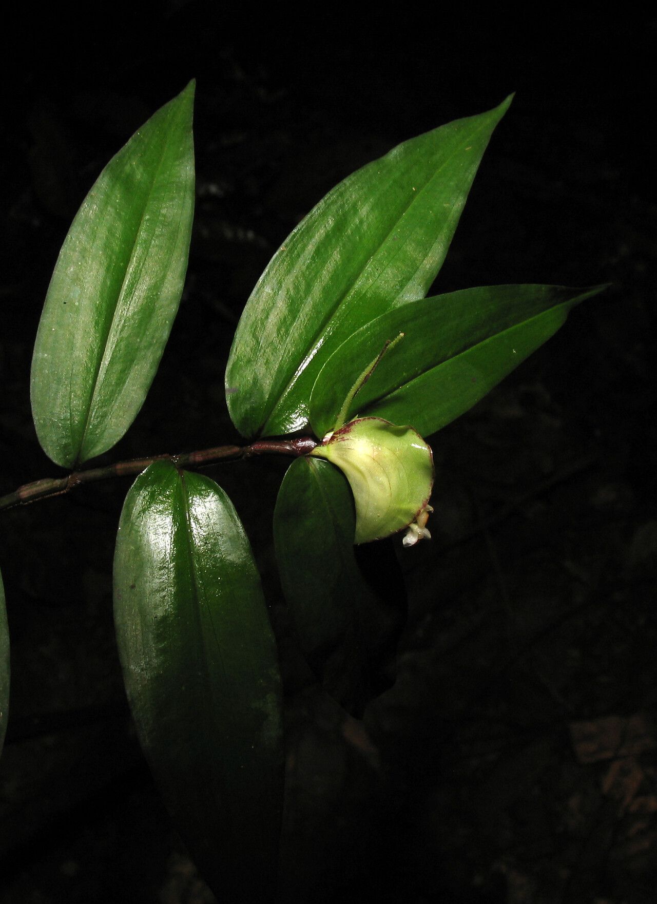 Floscopa peruviana flower