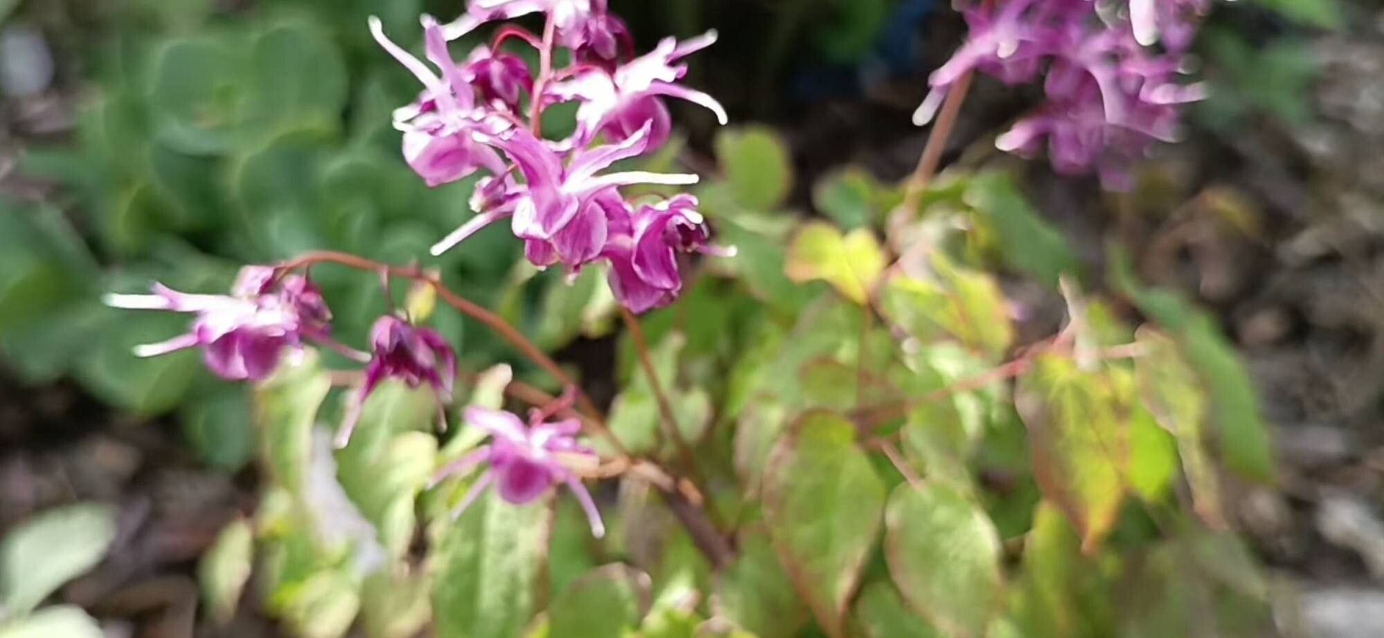Epimedium koreanum — houseplant care guide