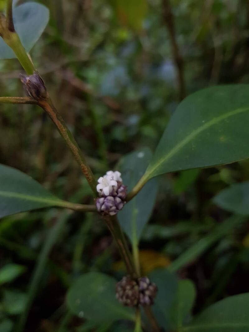 Palicourea axillaris — houseplant care guide