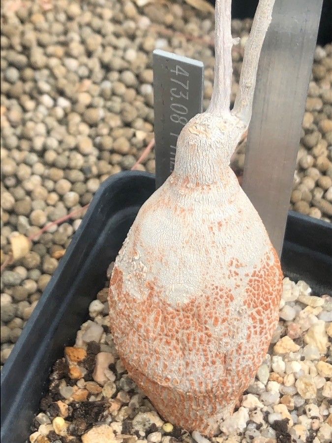 Pyrenacantha malvifolia bark