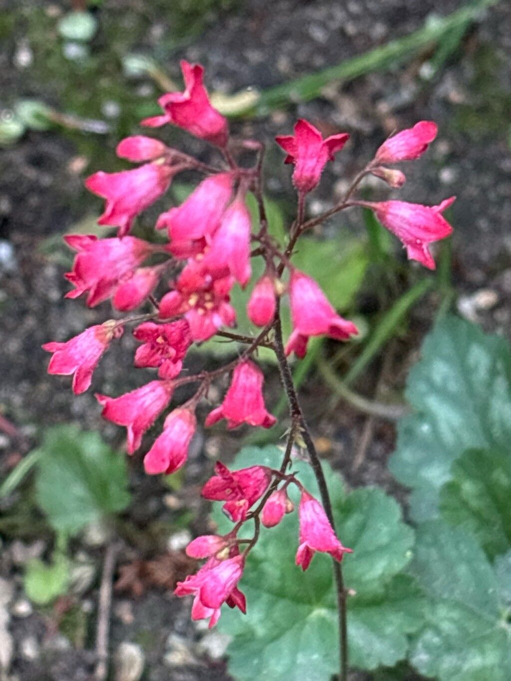 Heuchera × brizoides — search result for 'Heuchera'