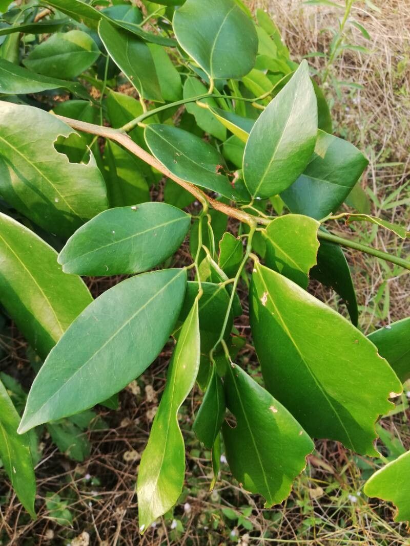 Prioria oxyphylla — search result for 'Prioria'