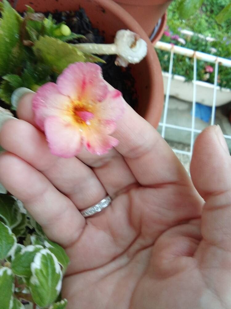 Alchemilla achtarowii — related species from the same genus