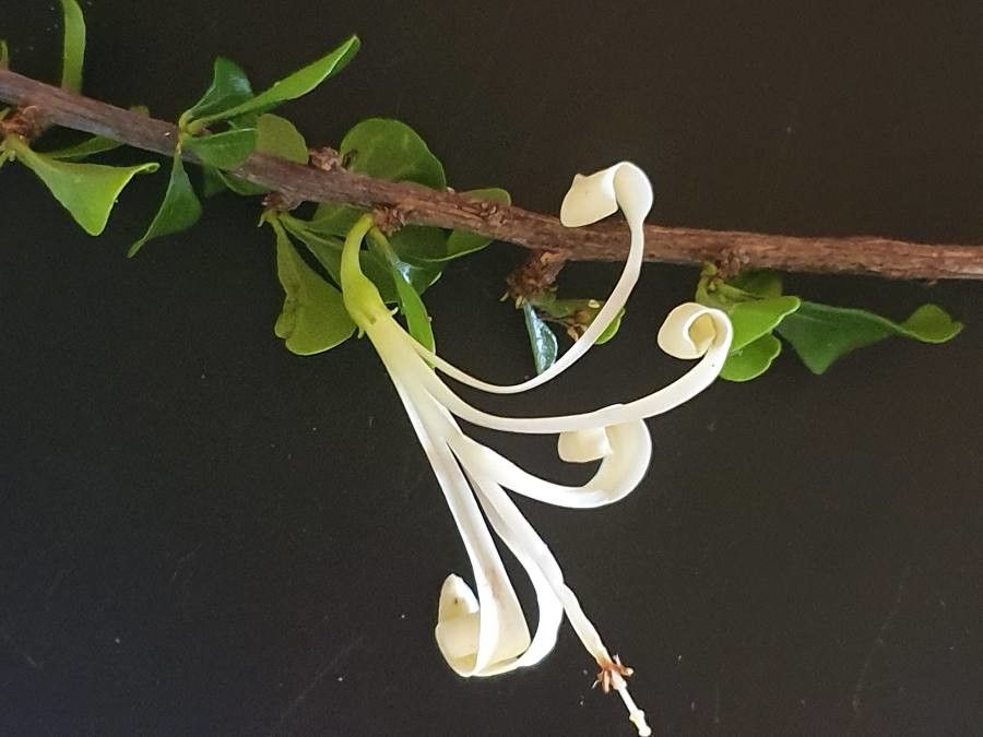Turraea parvifolia flower