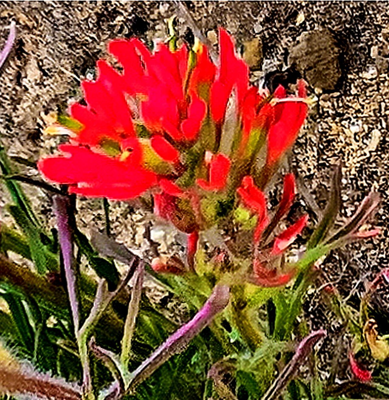 Castilleja chromosa — search result for 'Castilleja'