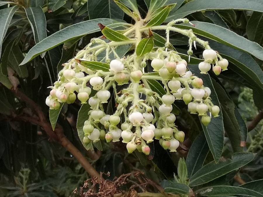 Arbutus canariensis flower