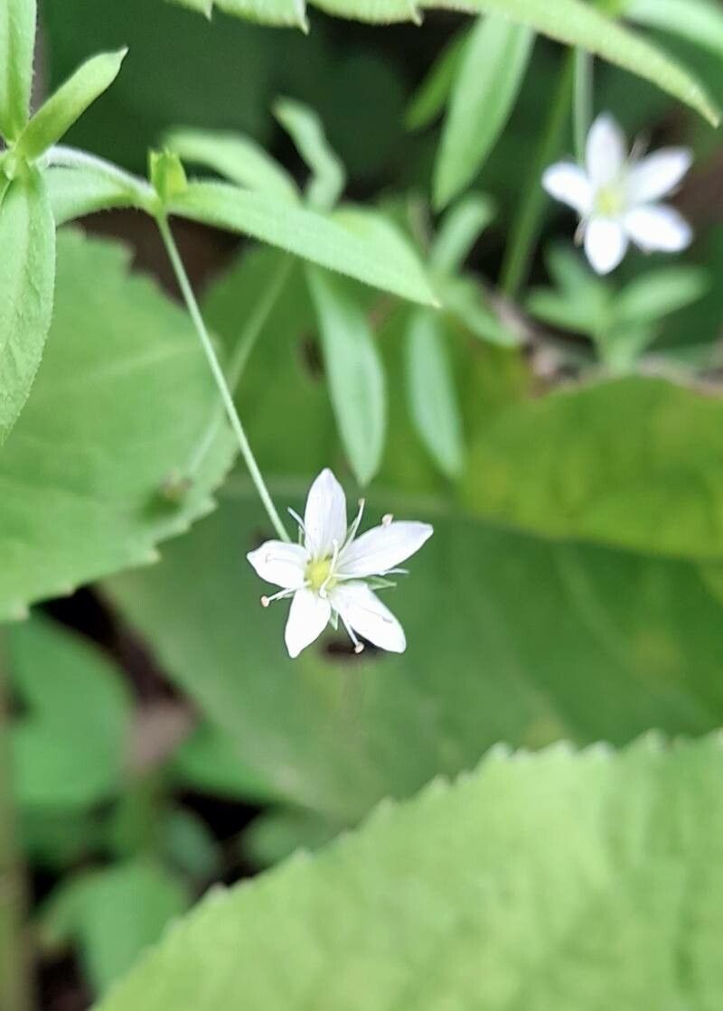 Arenaria lanuginosa flower