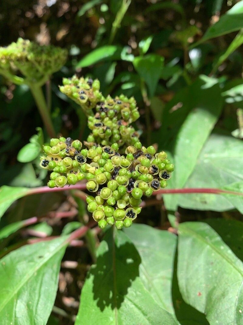 Celosia grandifolia flower