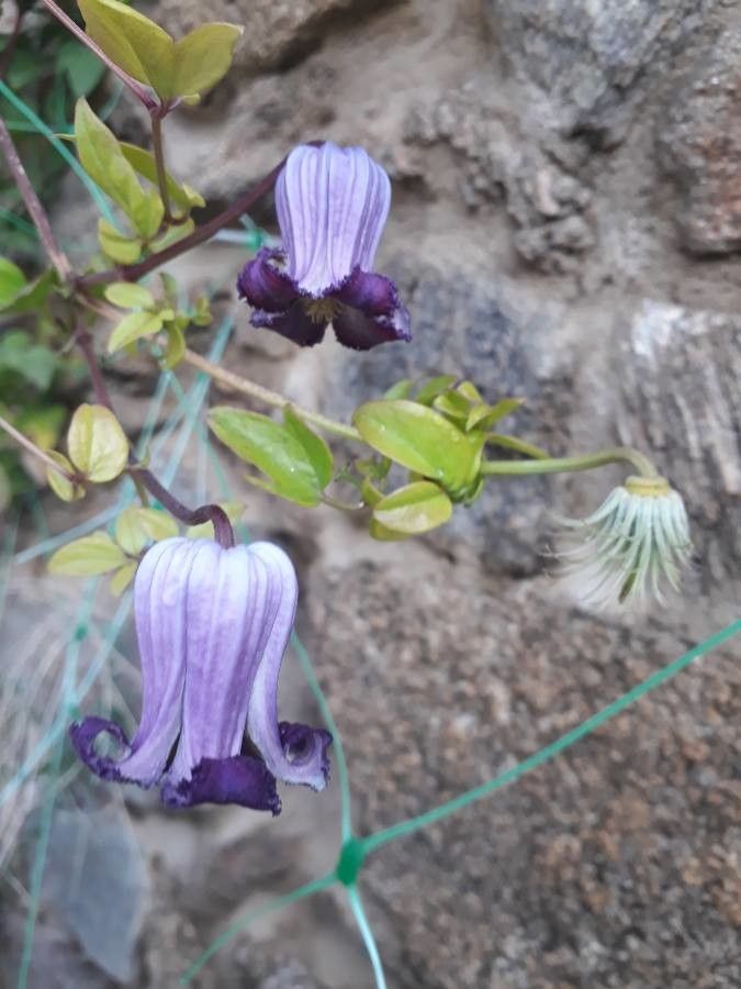 Clematis pitcheri — search result for 'Clematis'
