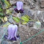 Clematis pitcheri