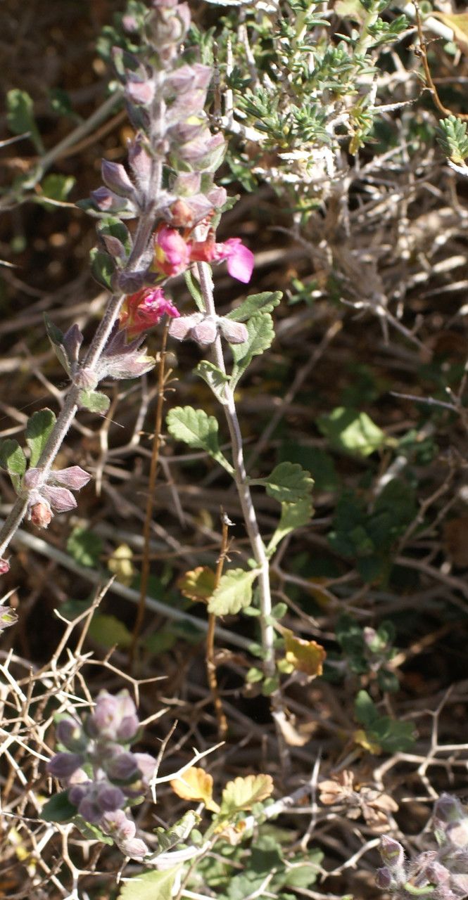 Teucrium divaricatum habit