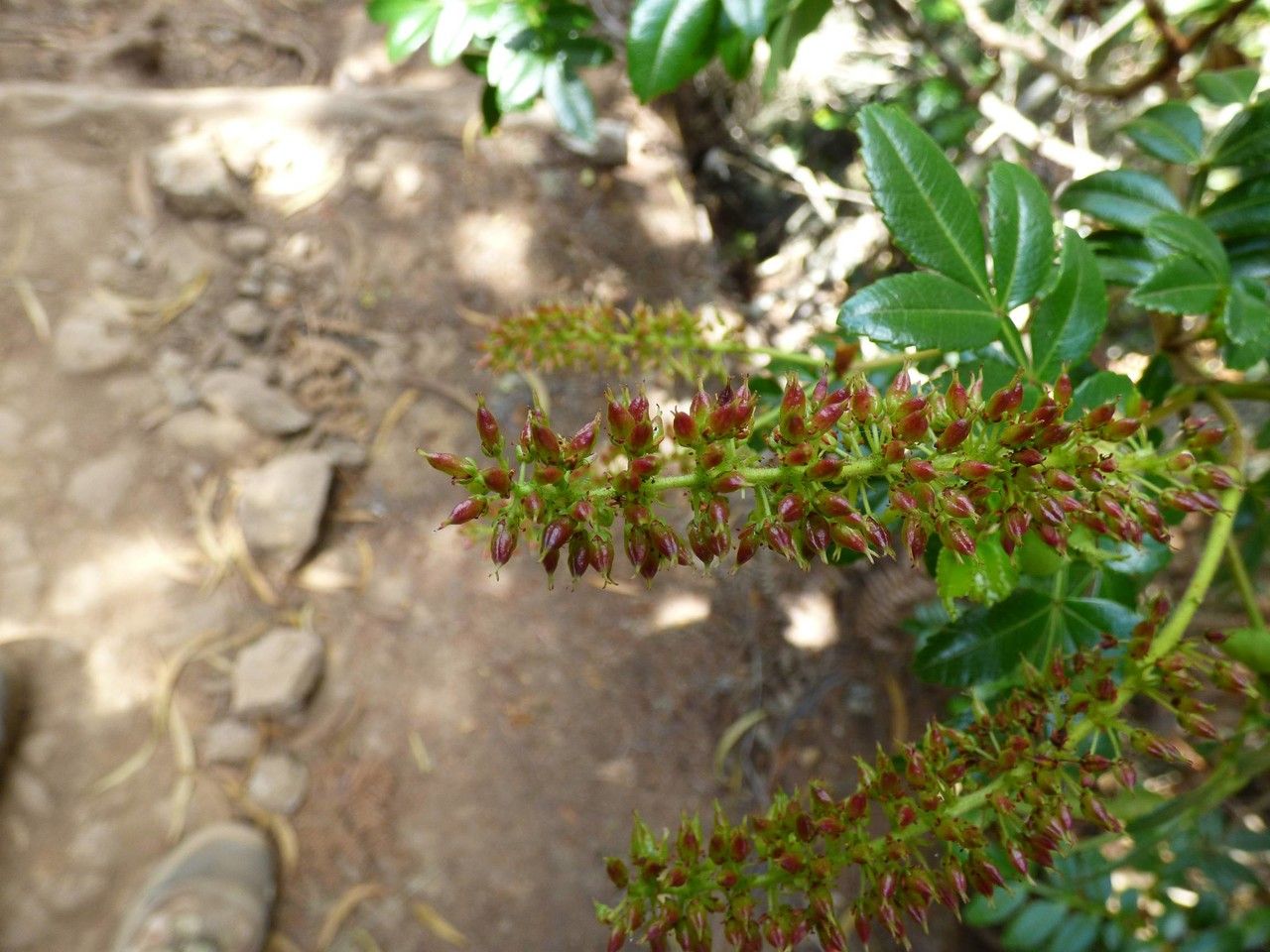 Weinmannia tinctoria fruit