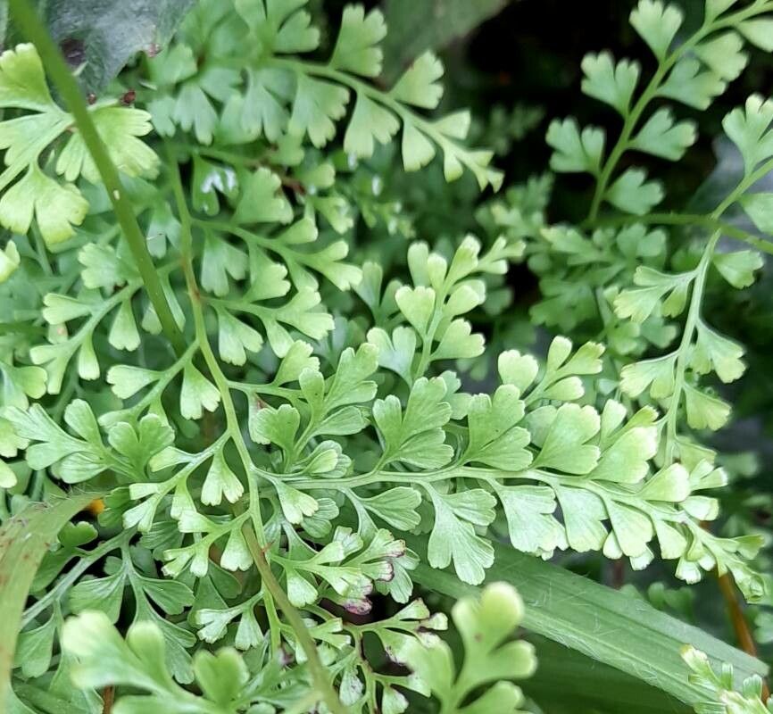 Asplenium myriophyllum — search result for 'Myriophyllum'