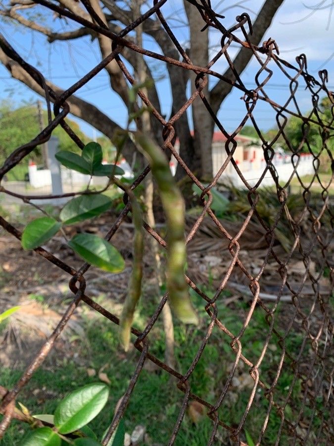 Boquila trifoliolata fruit