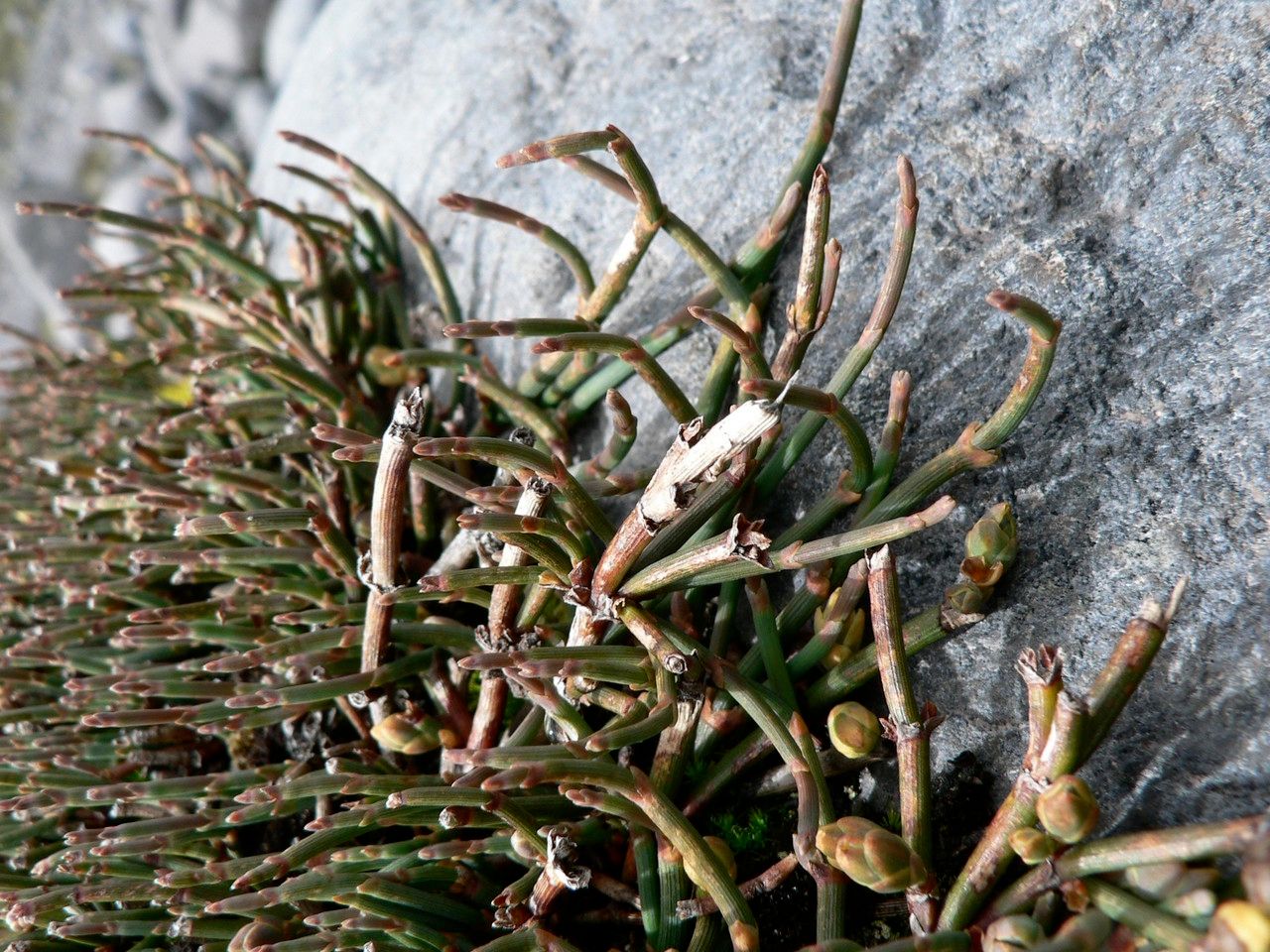 Ephedra rupestris leaf