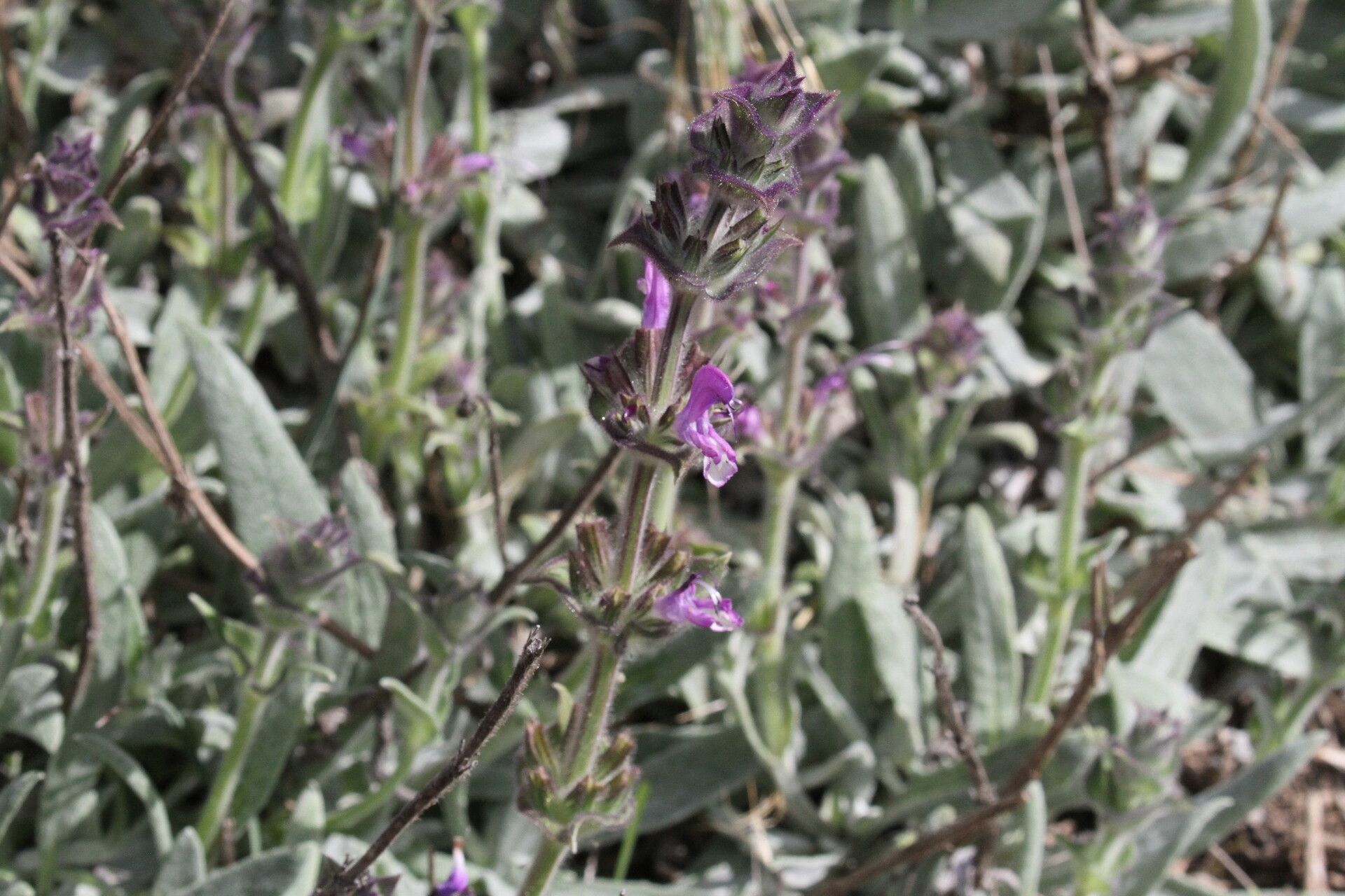 Salvia phlomoides flower