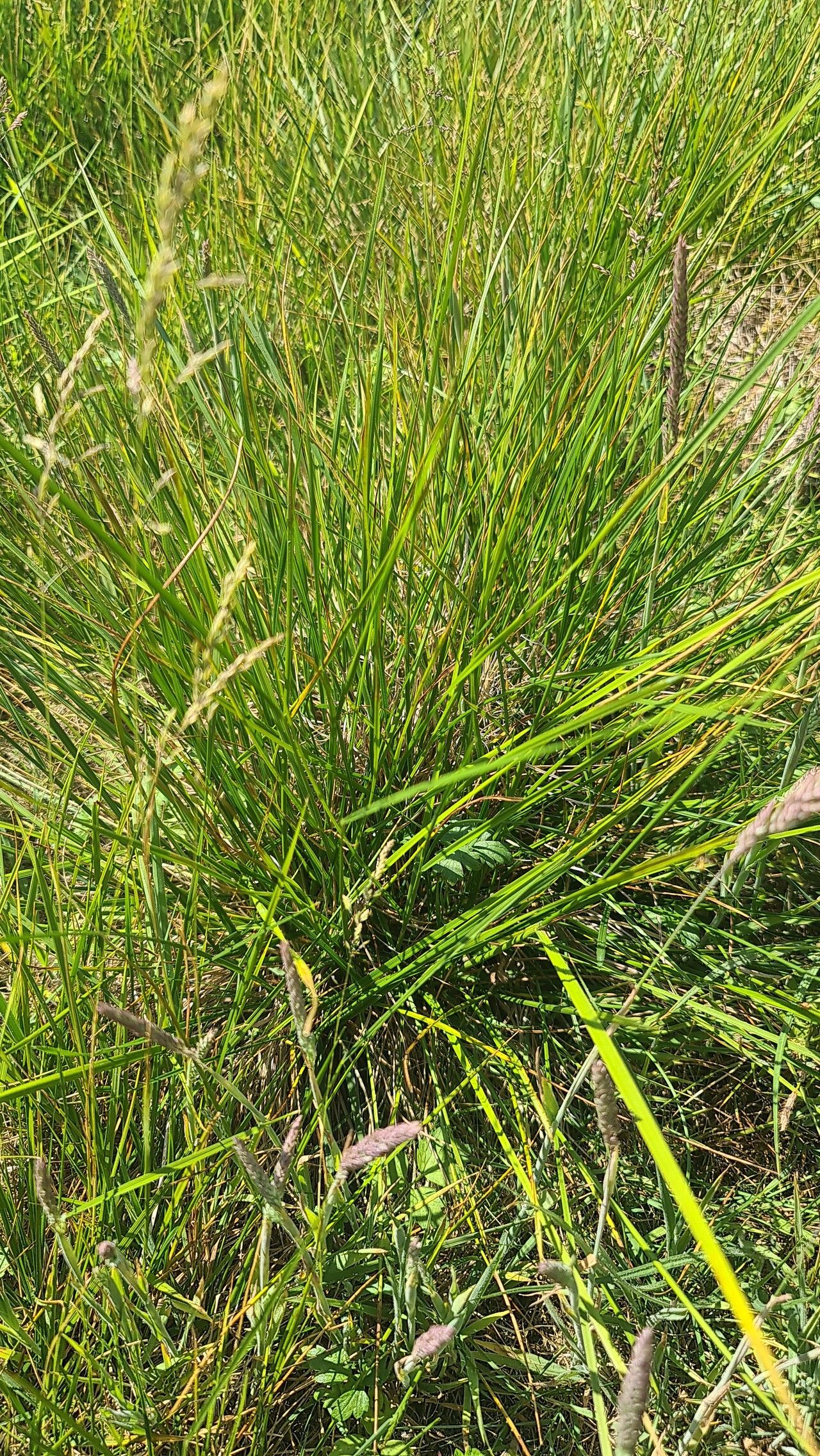 Carex tumulicola — search result for 'Cyperaceae'