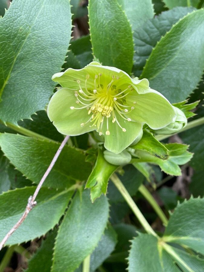Helleborus argutifolius flower